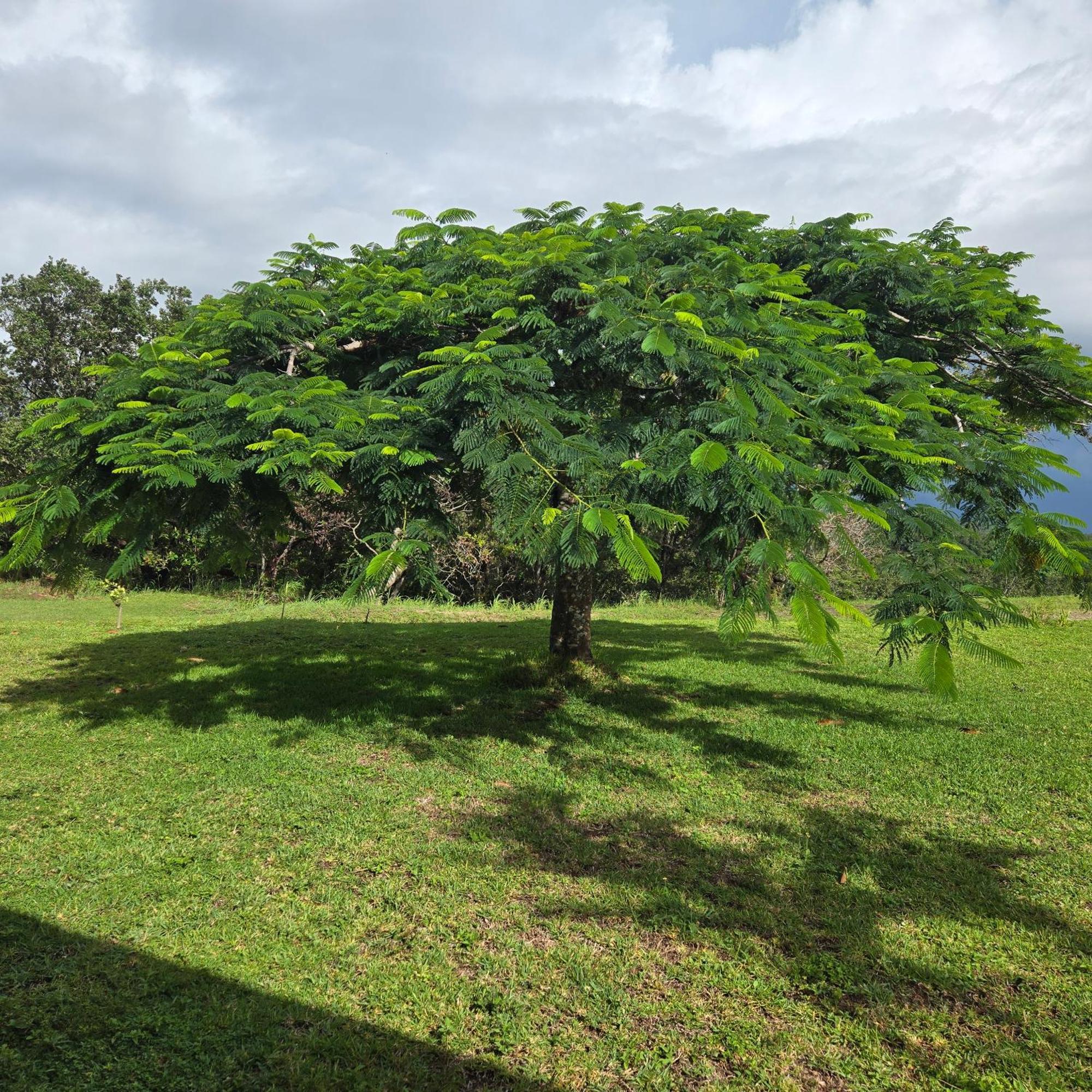 Hacienda En Los Volcanes Guayabo  Exterior foto
